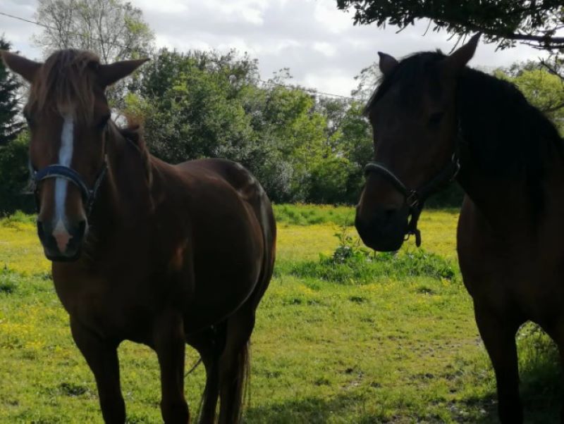 Longère à la Ferme Equestre en campagne, Fléré-la-Rivière