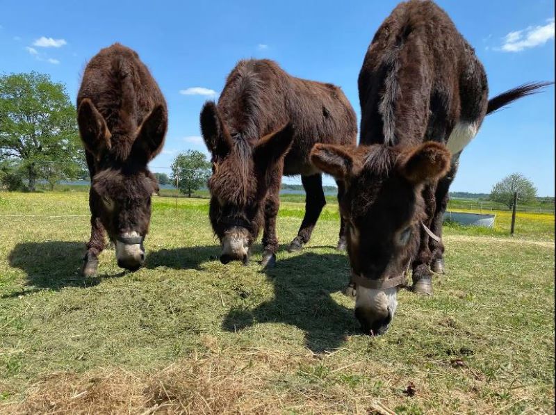 Petite maison Berrichonne « Plein Cœur de Brenne », Lingé - photo 4