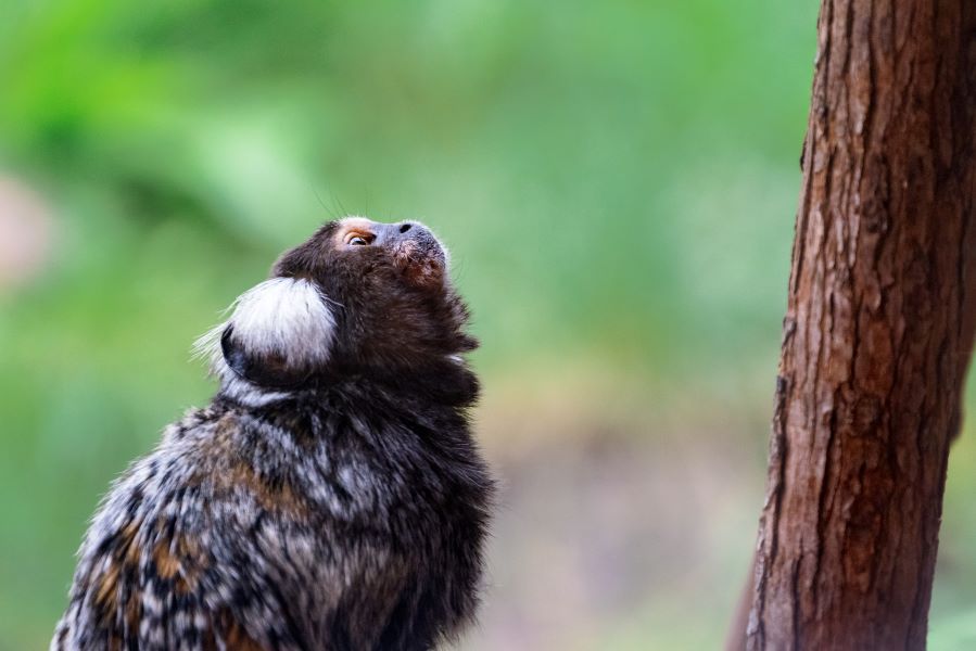 La Tanière - Zoo refuge, Nogent-le-Phaye - photo 8