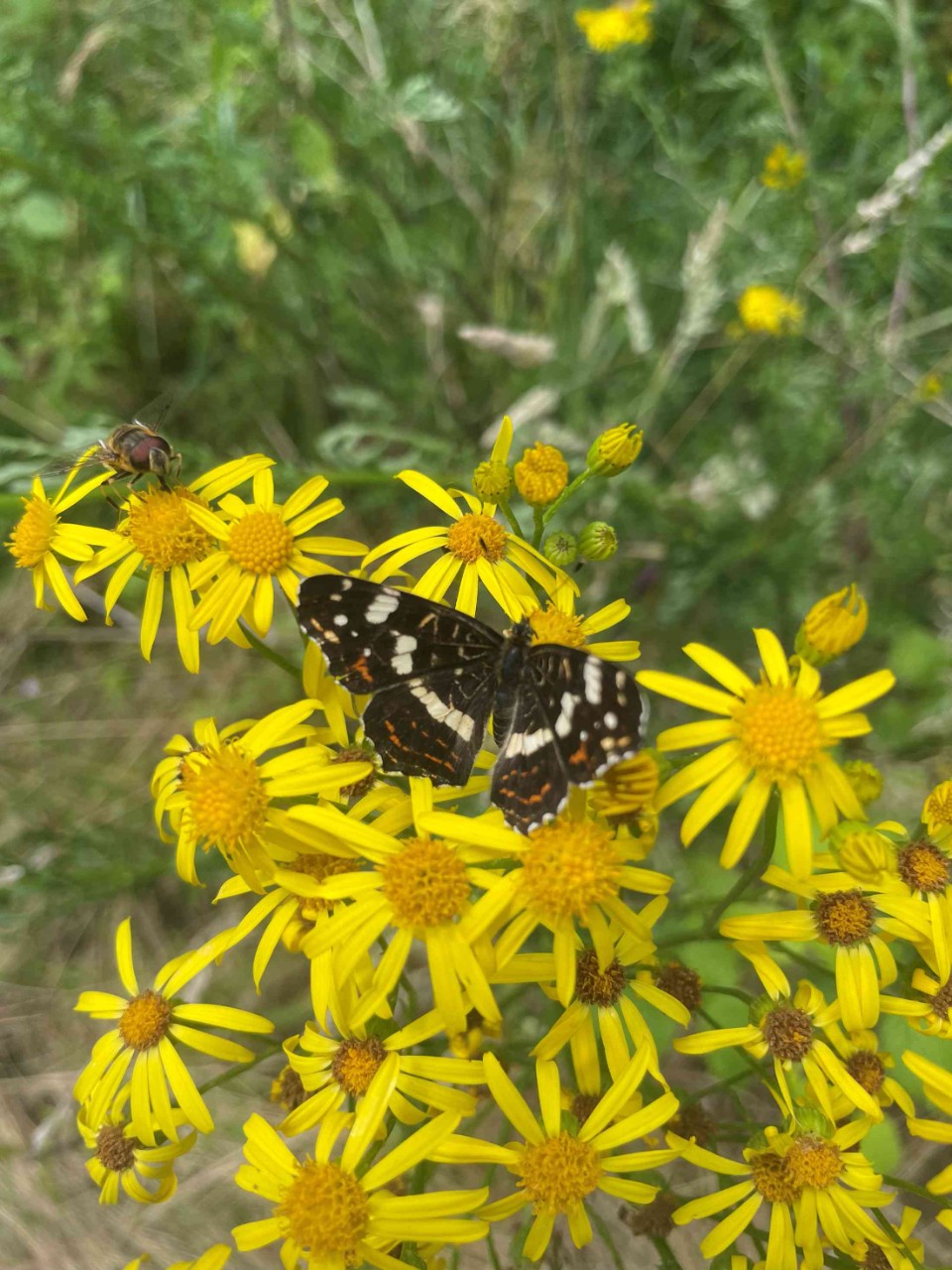 Sortie "Insectes, papillons, coccinelles et compagnie"