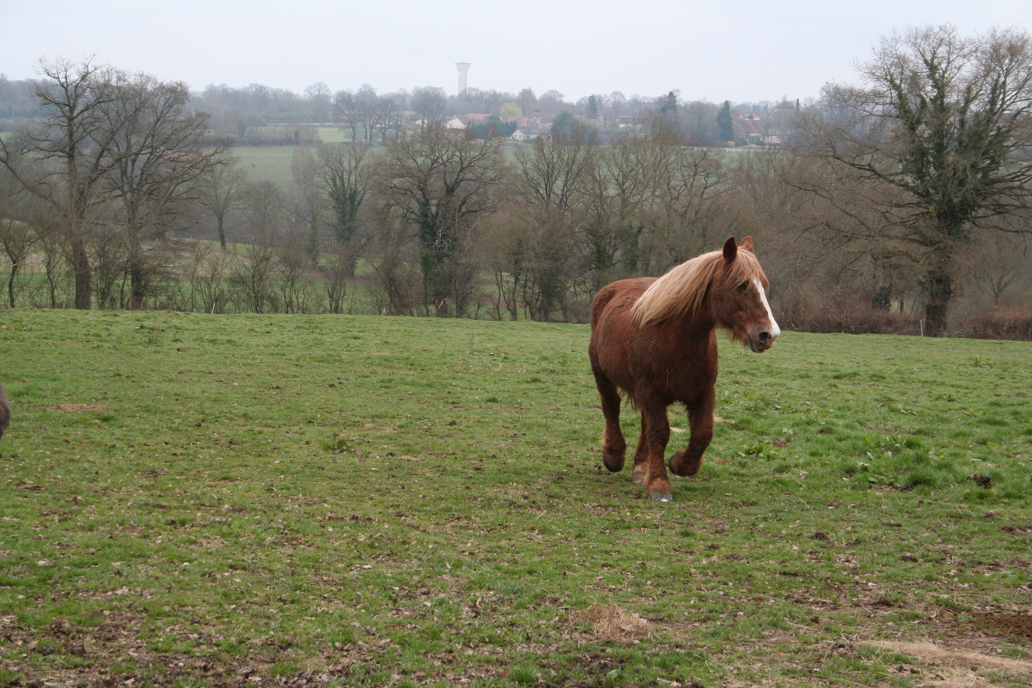 Domaine équestre de Calypso