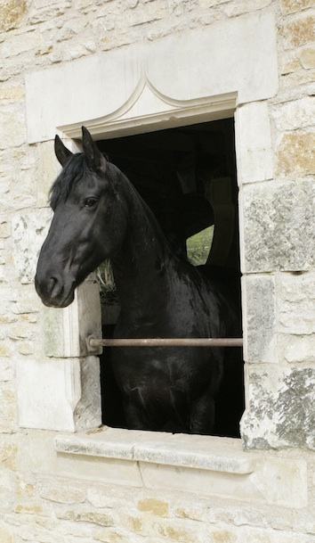 Centre équestre Poney-club des Champs Forts — photo 3