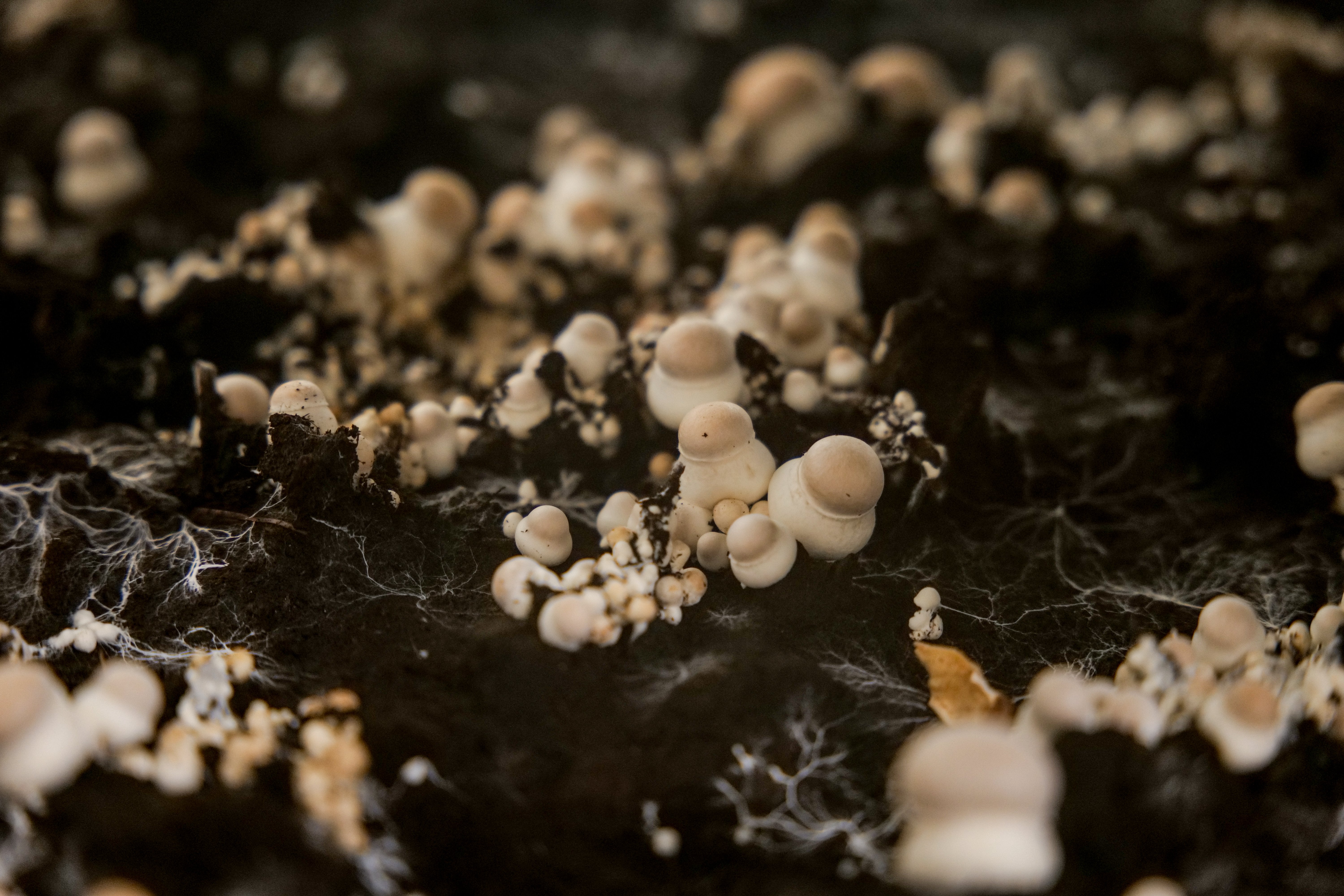 Les Champignons Beaucerons — photo 3