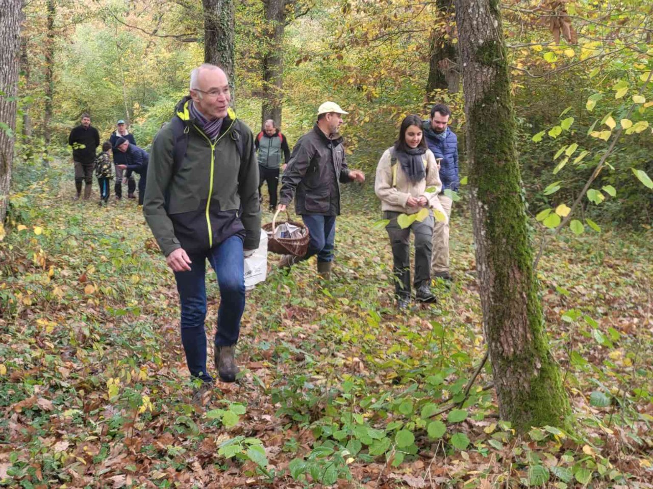 Champignons en forêt