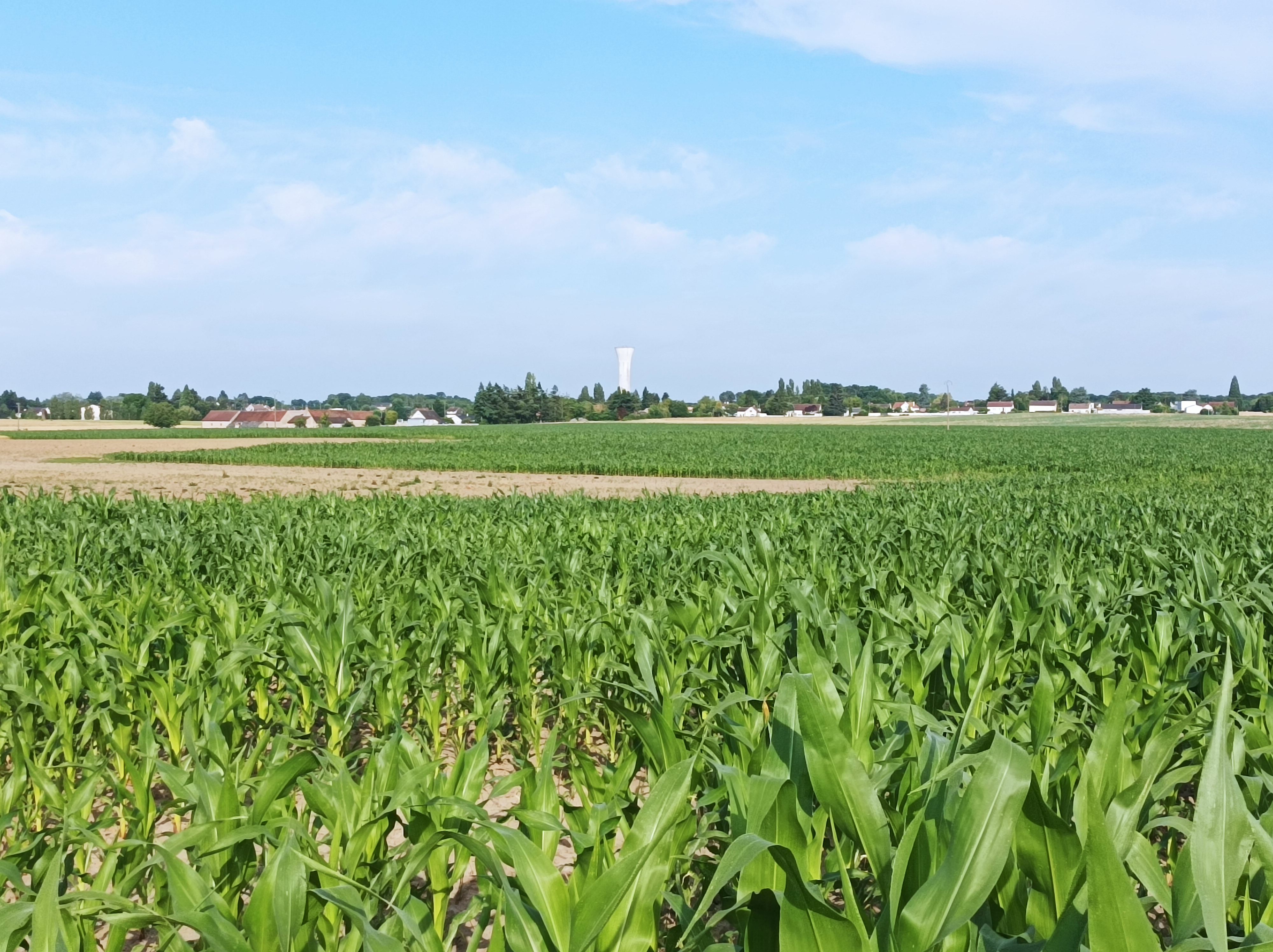 Entre plaine et forêt
