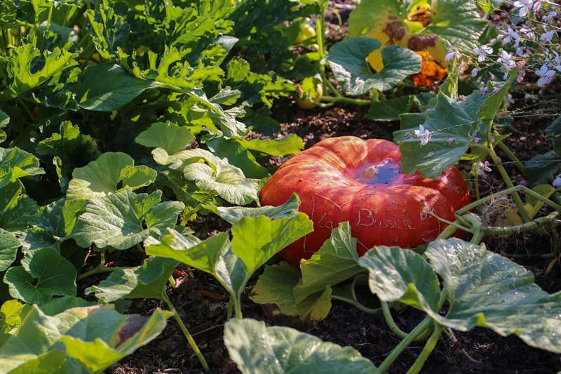 Château de La Bussière, La Bussière - photo 19