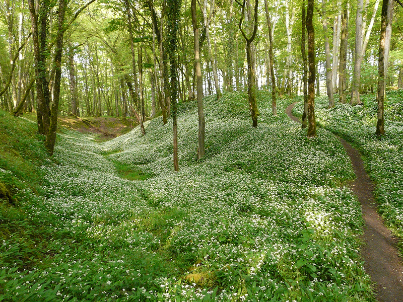 Forêt domaniale de Châteauroux, Le Poinçonnet - photo 9