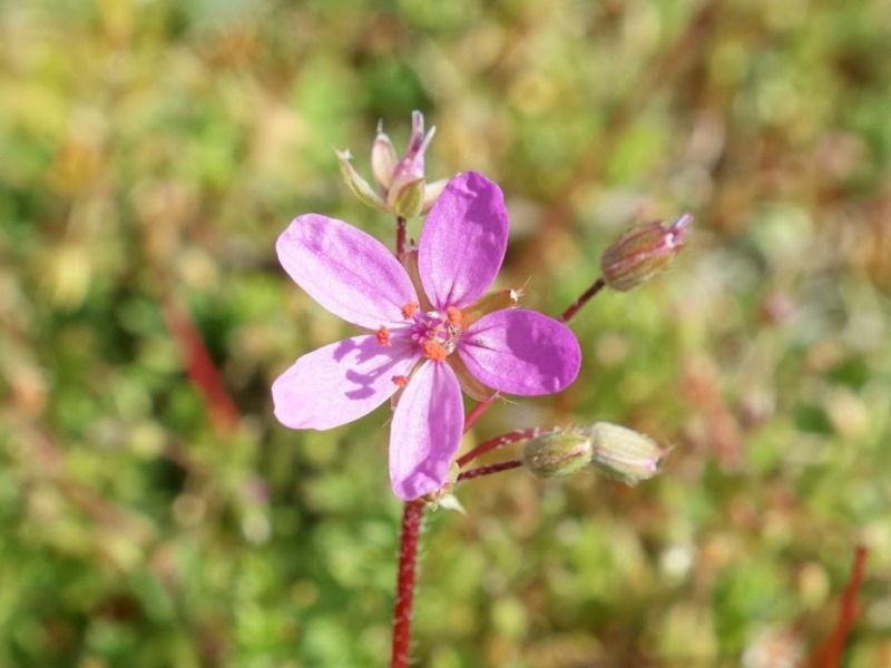 Mon Herbier Châtillonnais : Châtillon-sur-Indre, flore des chemins de campagnes et des prés