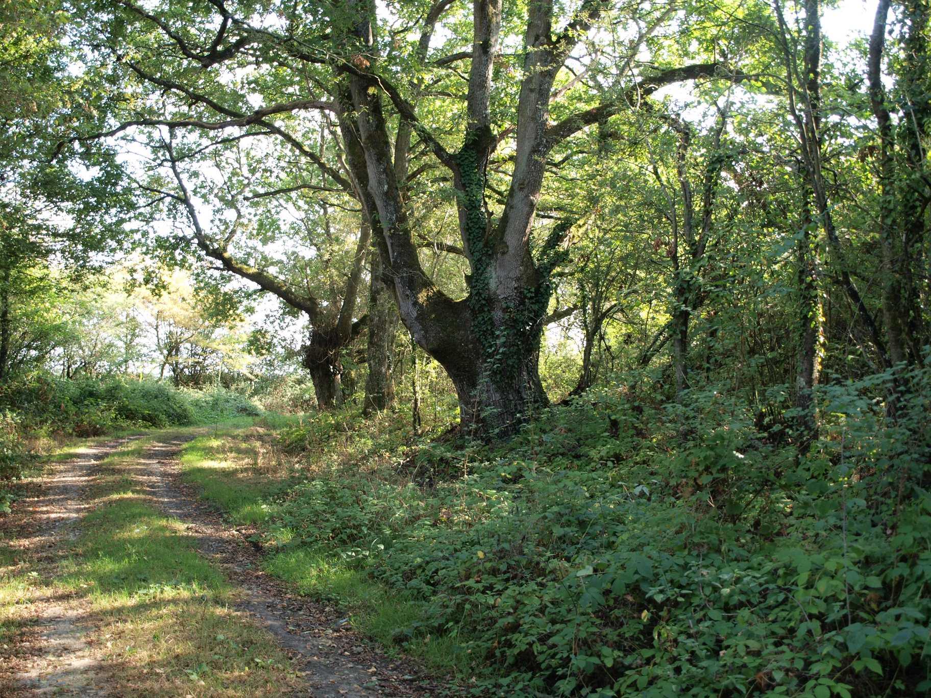 Base VTT sud du Perche - De bois en bois C16