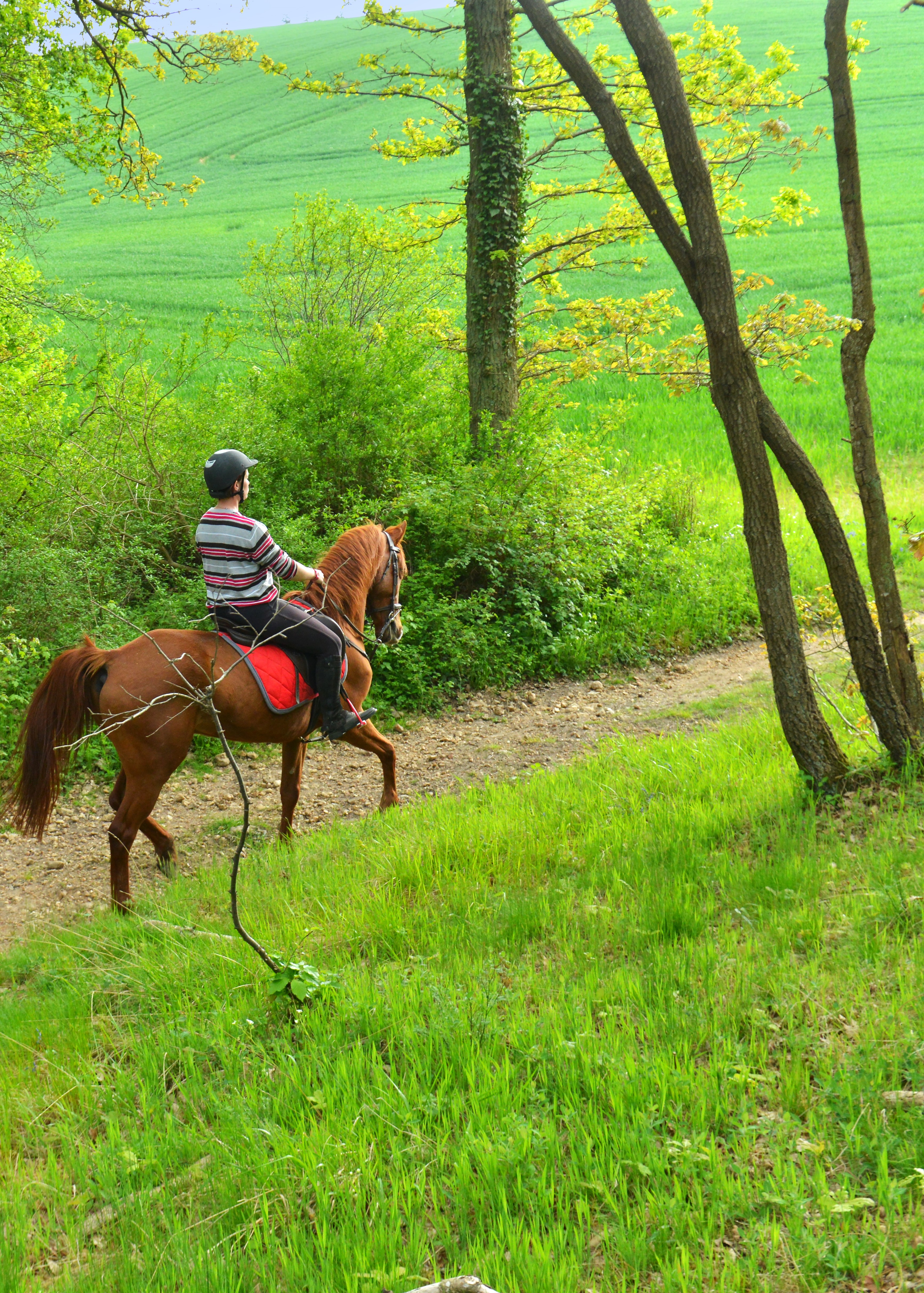 En forêt de Senonches