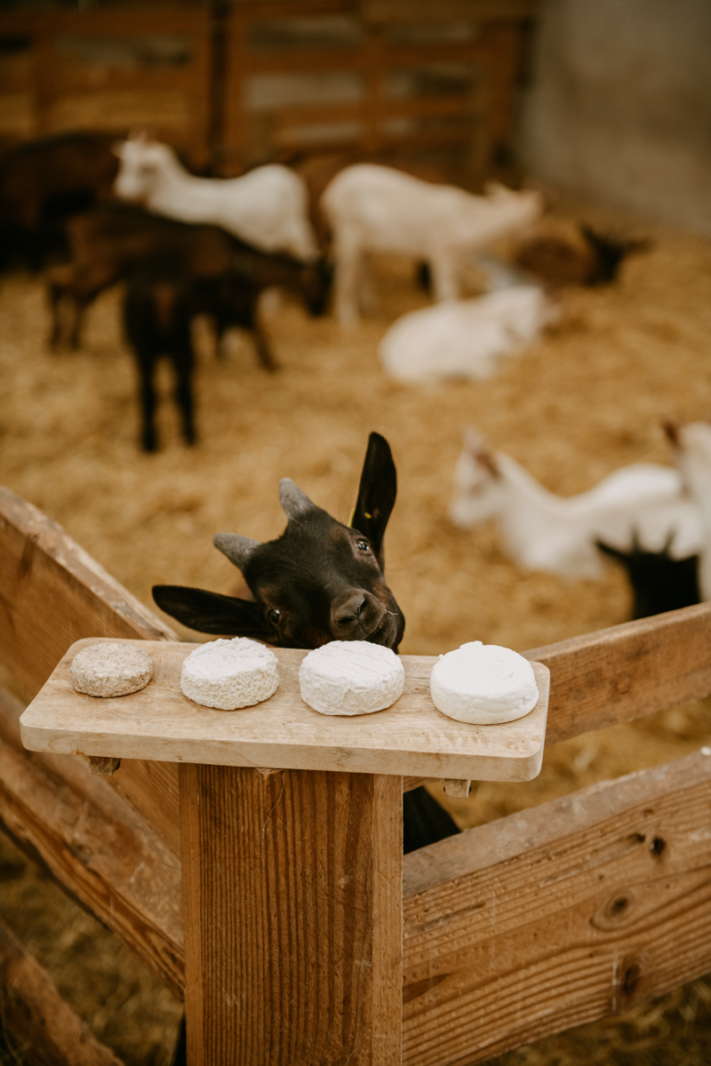 Tiny House à la chèvrerie de Rilly, Cravant - photo 2