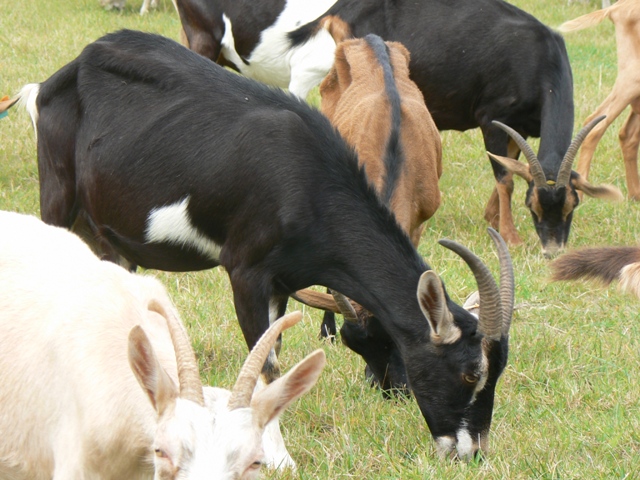 Ferme auberge de la lionnière, Mareuil-sur-Cher - photo 8