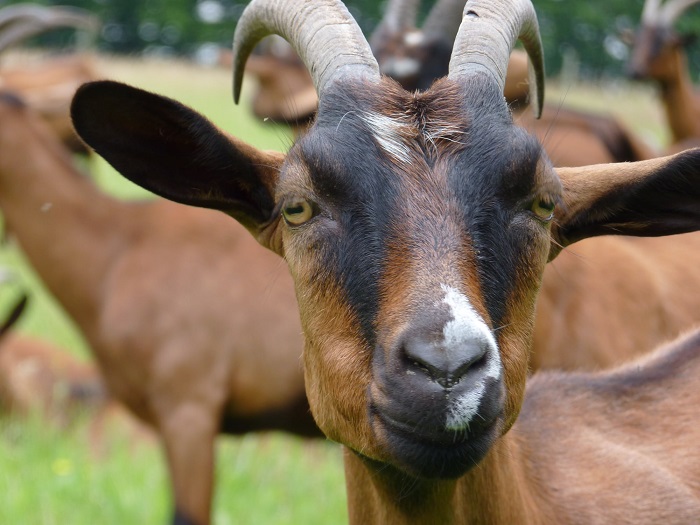 Les Fromages des petits Champs