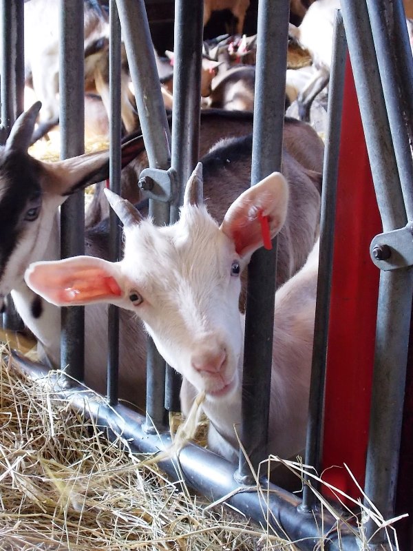 Association de développement et de promotion des Vins et Fromages d'Appellation Valençay - photo 2