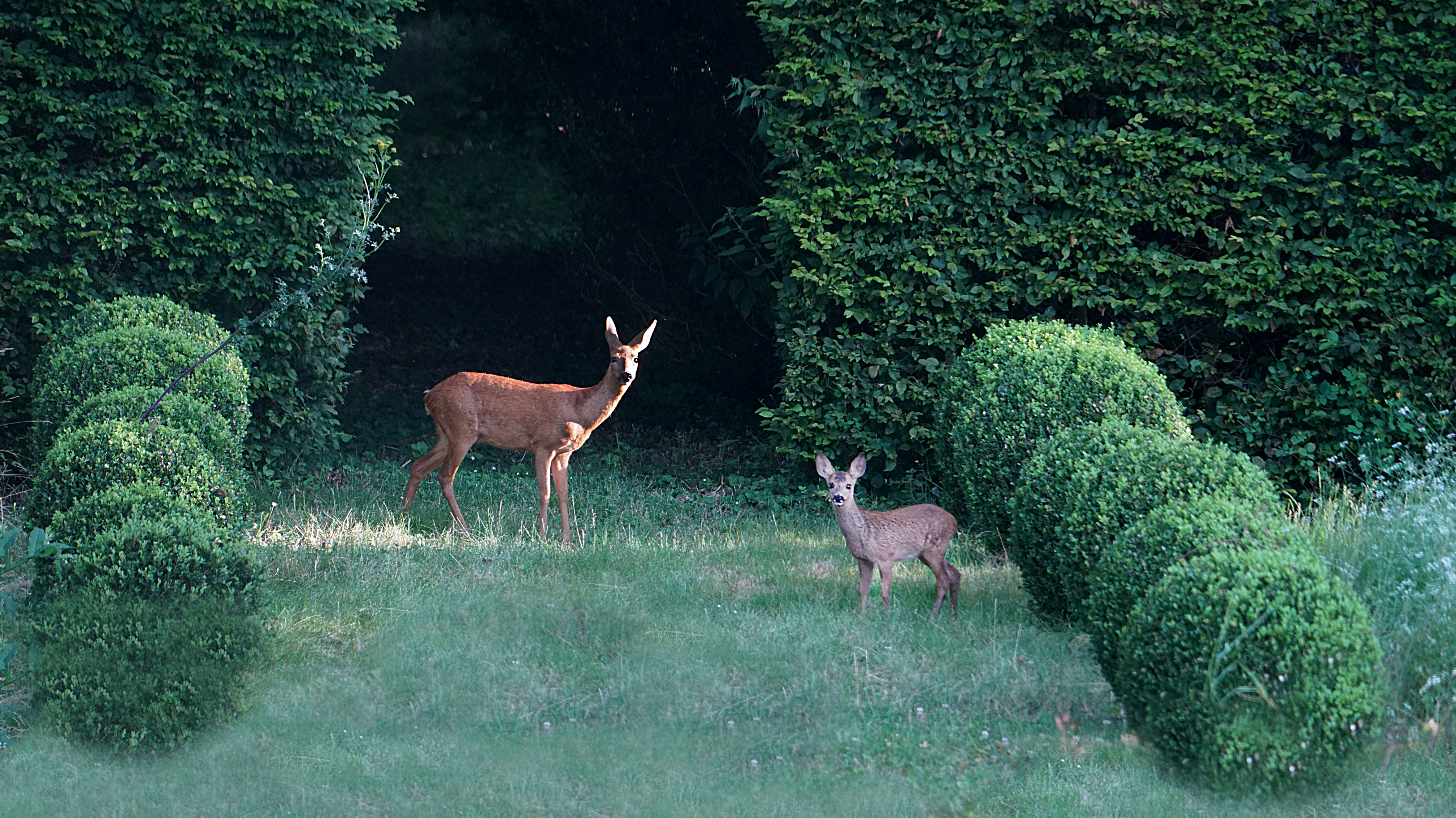 La Taille de Biou, Huisseau-sur-Cosson - photo 2