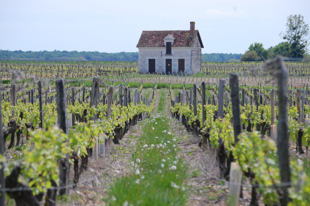 À la découverte du vignoble  France Centre-Val de Loire Indre Lye 36600