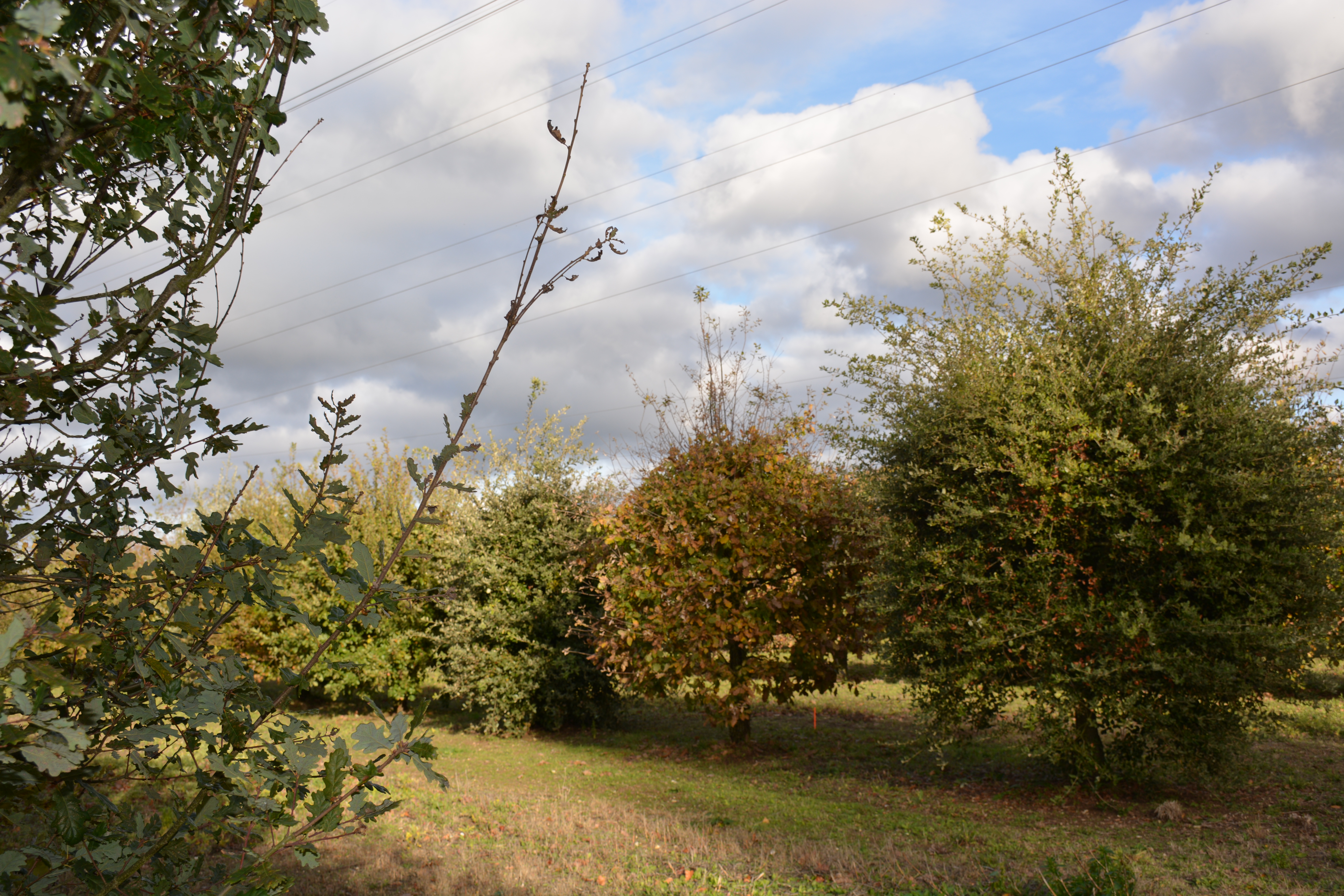 La truffière de Sougy - Diamant noir du Loiret