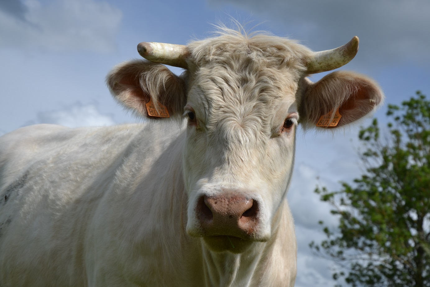 La Ferme du Bois de Cosset