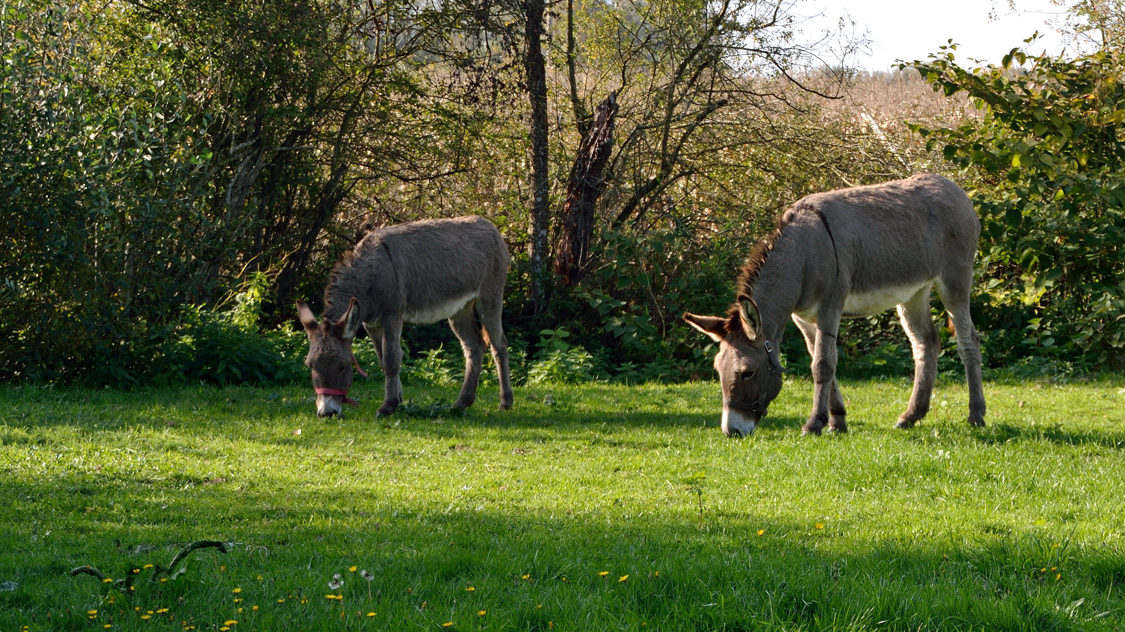 Gîte de groupe Le Gîte des Potes, Lorris