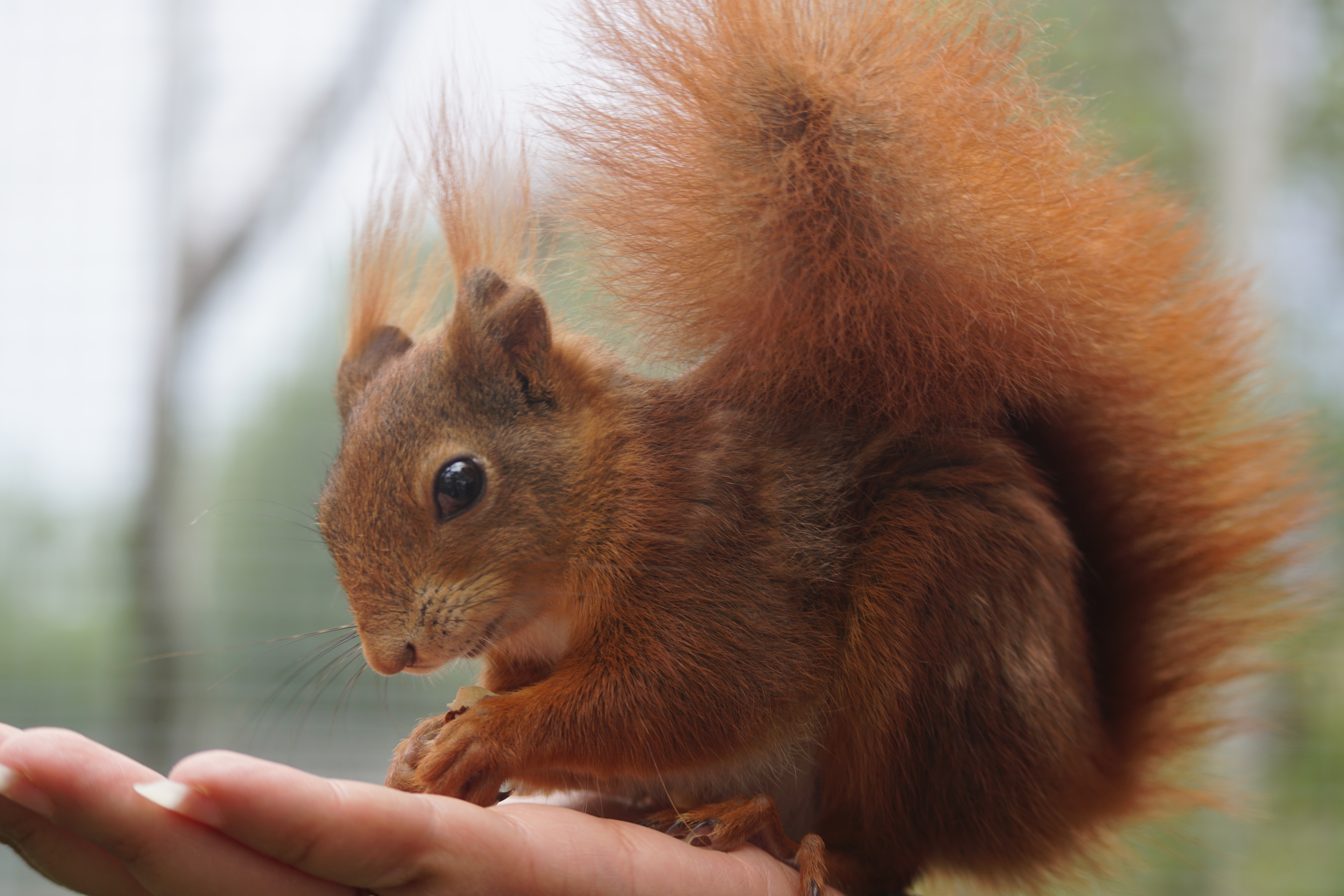 Rendez-vous en Terre Animale