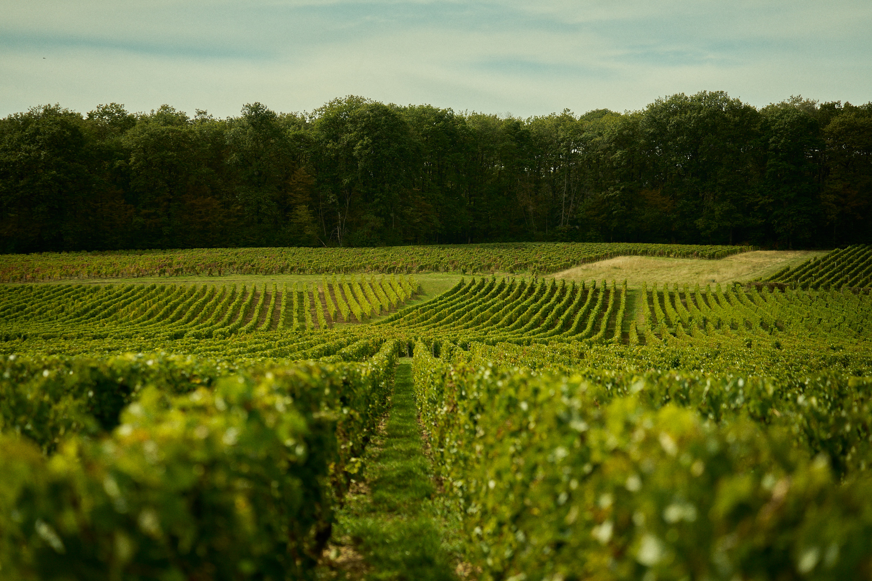 Château de Thauvenay, Thauvenay - photo 8