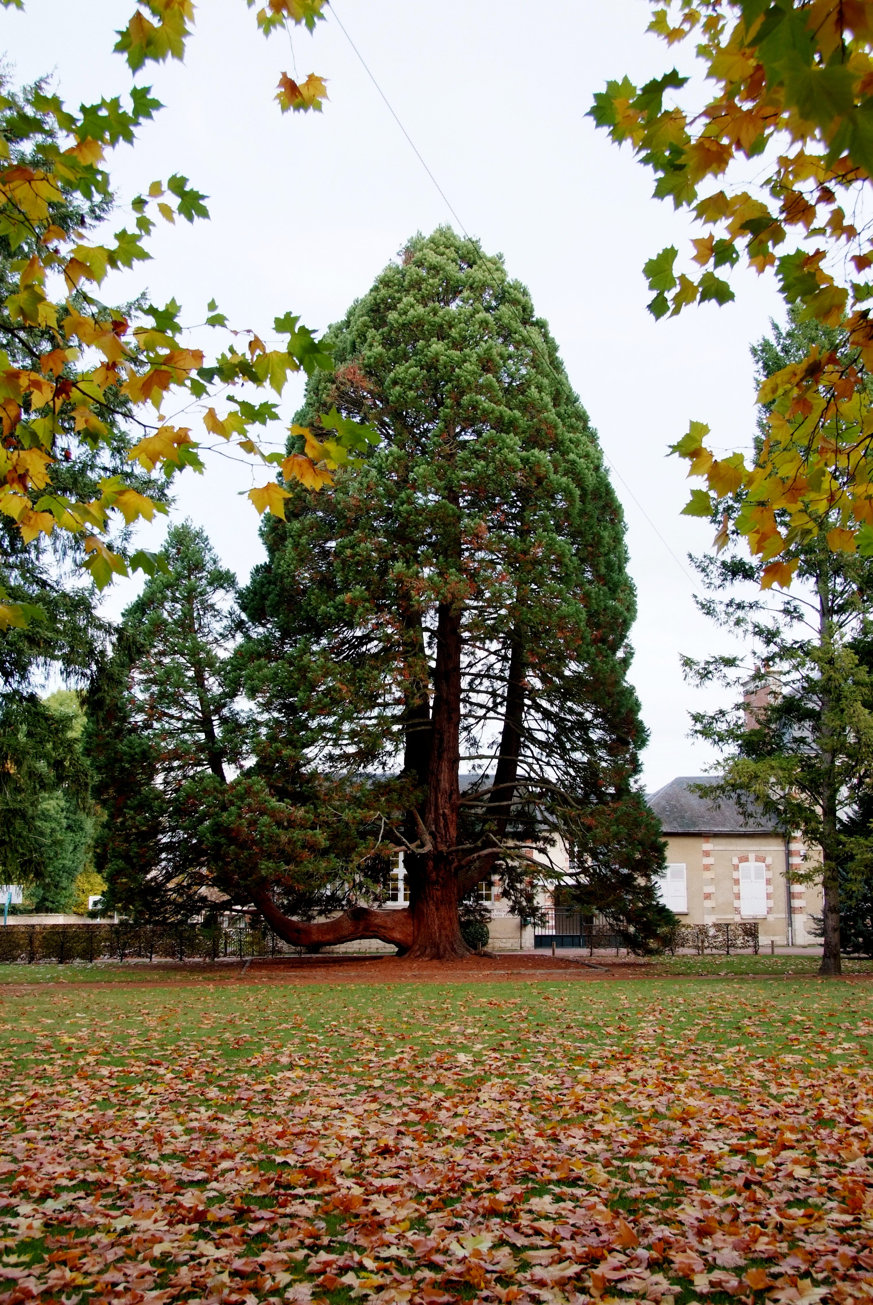 Les Grands Jardins, Aubigny-sur-Nère - photo 3