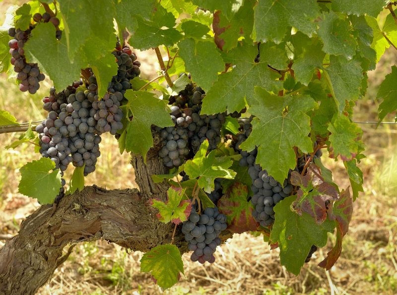 GR de Pays de Valençay - Boucle "Vins et Fromages de Valençay", Valençay - photo 3