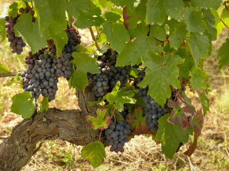 Circuit vélo & fromages "Le goût du Valençay", Valençay - photo 3