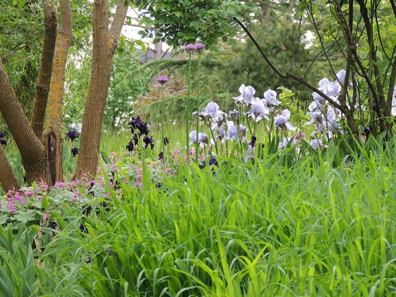 Découvrez les Iris au Domaine de Poulaines, Poulaines - photo 2