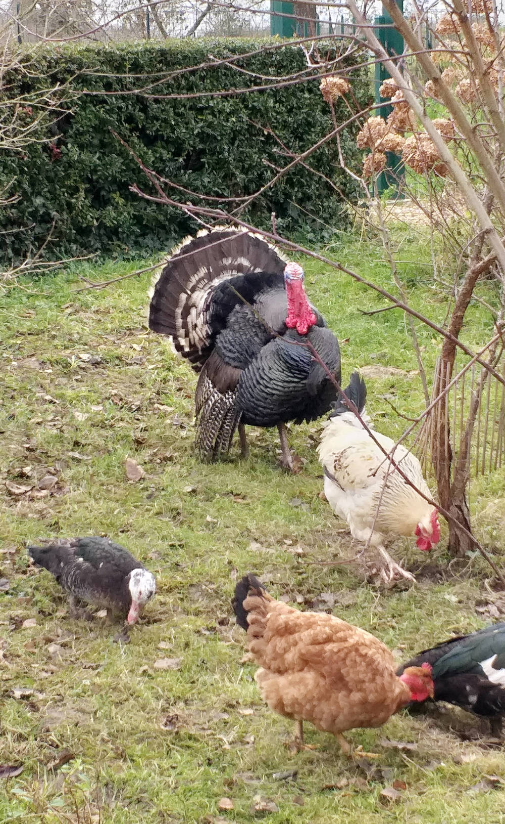 Ferme auberge de la lionnière, Mareuil-sur-Cher - photo 3