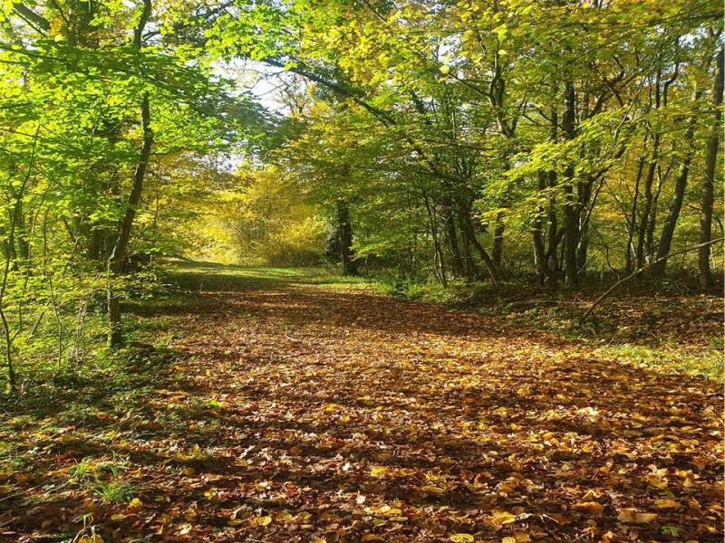 Domaine de Flotin, maison de la biodiversité, Nibelle - photo 2