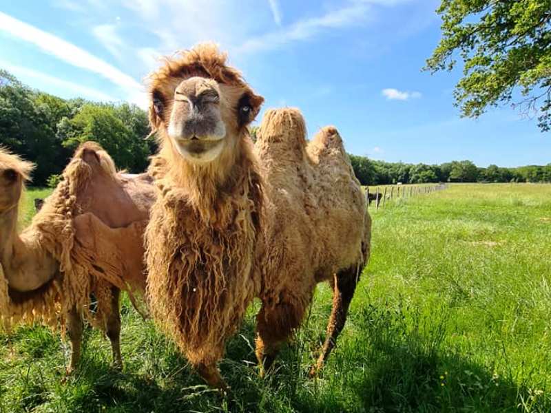 Parc animalier - Domaine de Revert