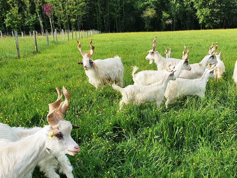 Parc animalier - Domaine de Revert, Charenton-du-Cher - photo 2