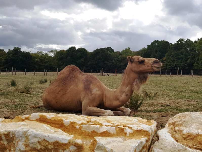 Parc animalier - Domaine de Revert, Charenton-du-Cher - photo 4