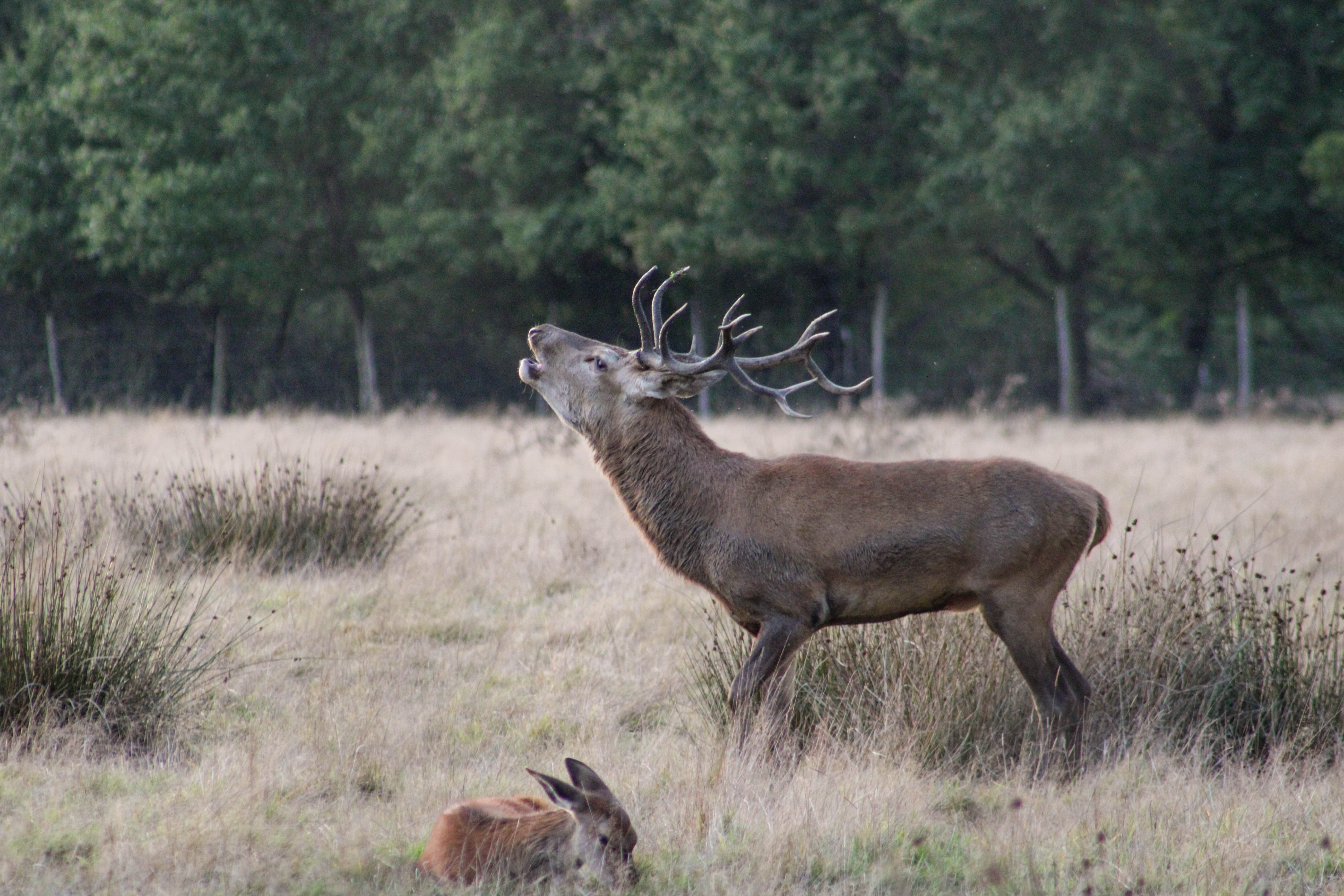 Les nuits du Cerf
