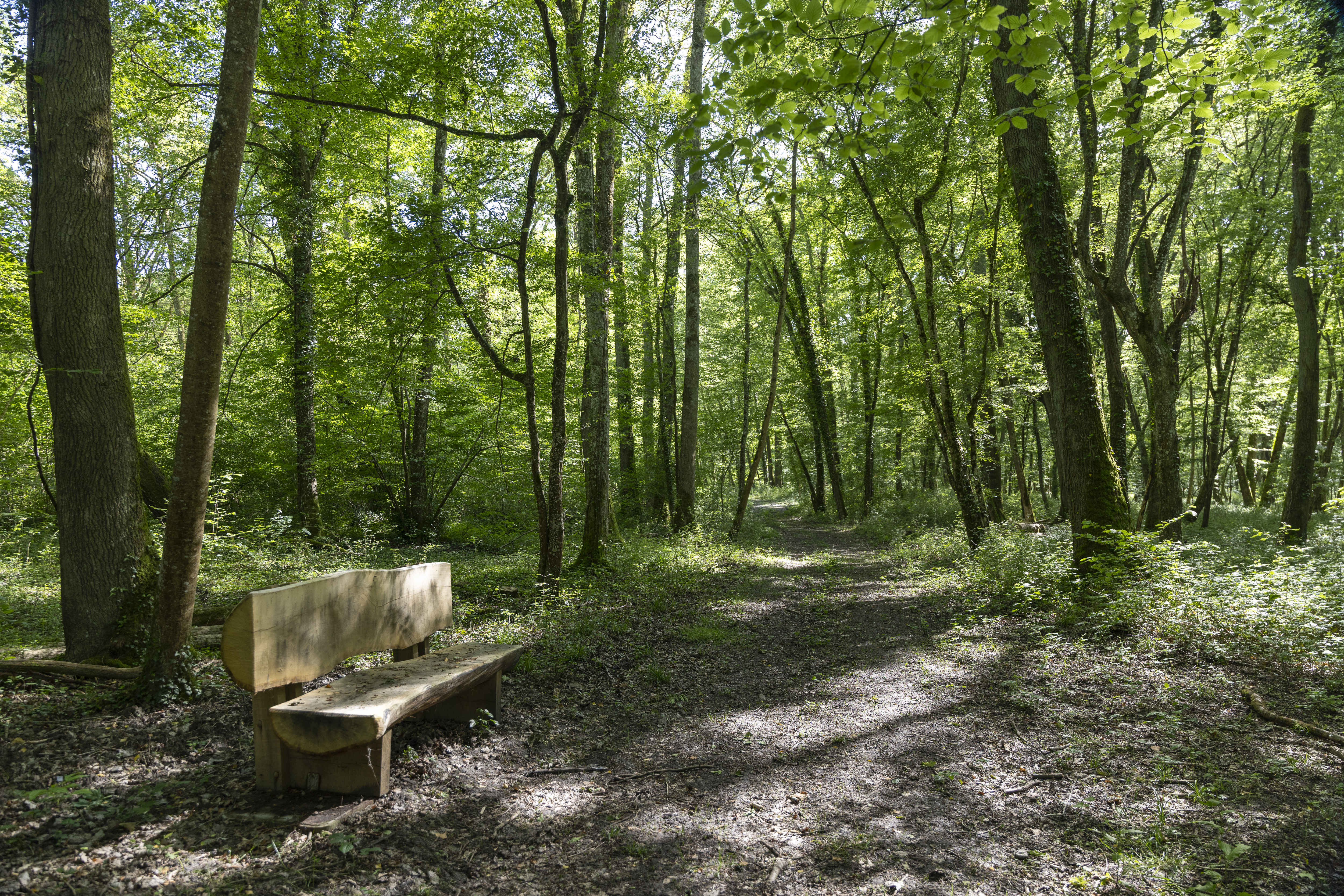 Espace naturel sensible Le bois de Chamerolles — photo 3