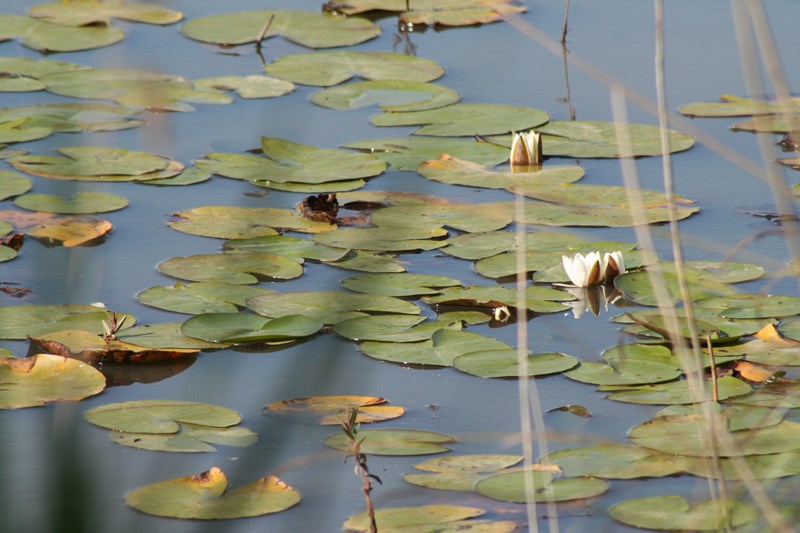 Site naturel de l'étang de Bellebouche, Mézières-en-Brenne - photo 4