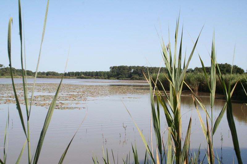 Site naturel de l'étang de Bellebouche, Mézières-en-Brenne