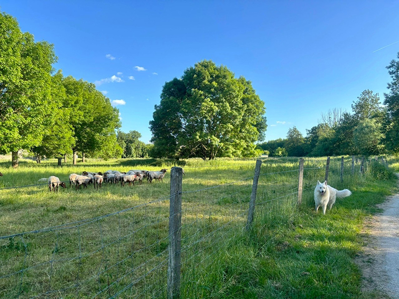 Écoparc des Chènevières, Déols - photo 4