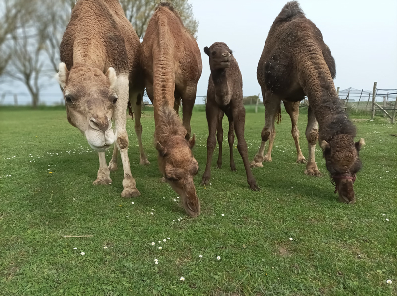 Le Clos Camelin - Elevage de dromadaires