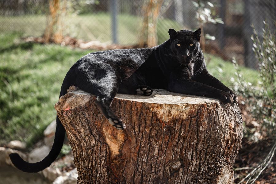 La Tanière - Zoo refuge, Nogent-le-Phaye - photo 10