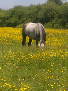 La Brenne à cheval : circuits en marguerite au départ du centre équestre et gîte de l'Epineau, Ruffec