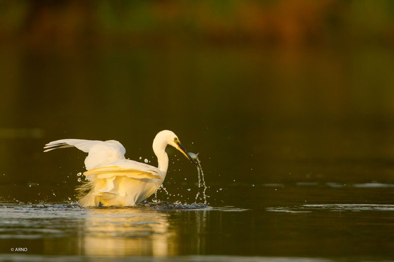 Réserve de chasse et de faune sauvage de Malzoné, Millançay - photo 5