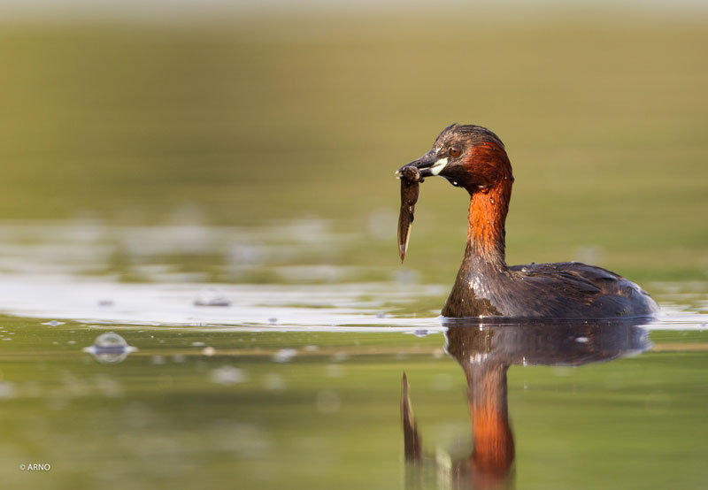 Réserve de chasse et de faune sauvage de Malzoné, Millançay - photo 9