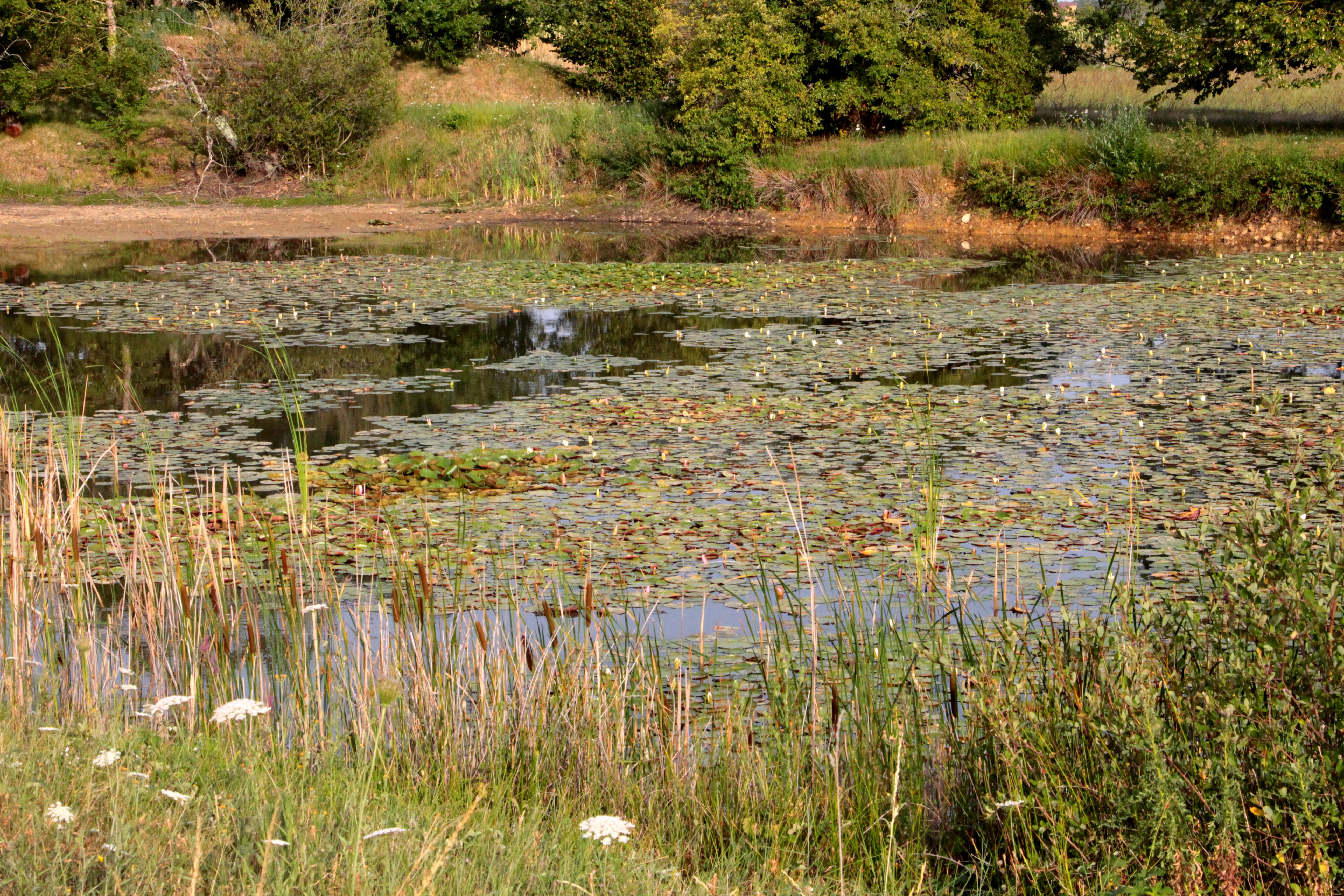 Le long du Bouzanteuil, Chasseneuil