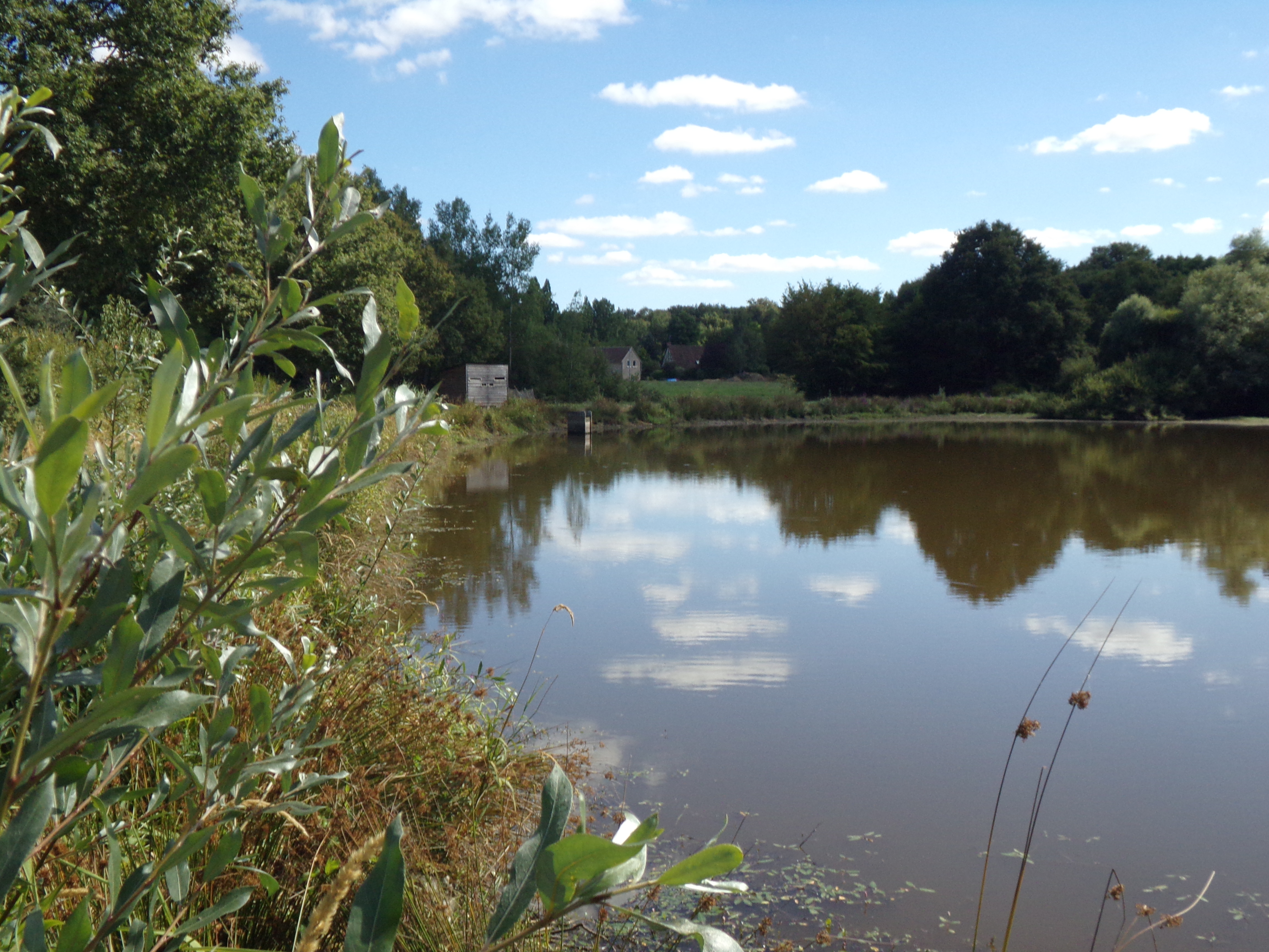 Etang des Brosses — Curiosités naturelles à Loiret