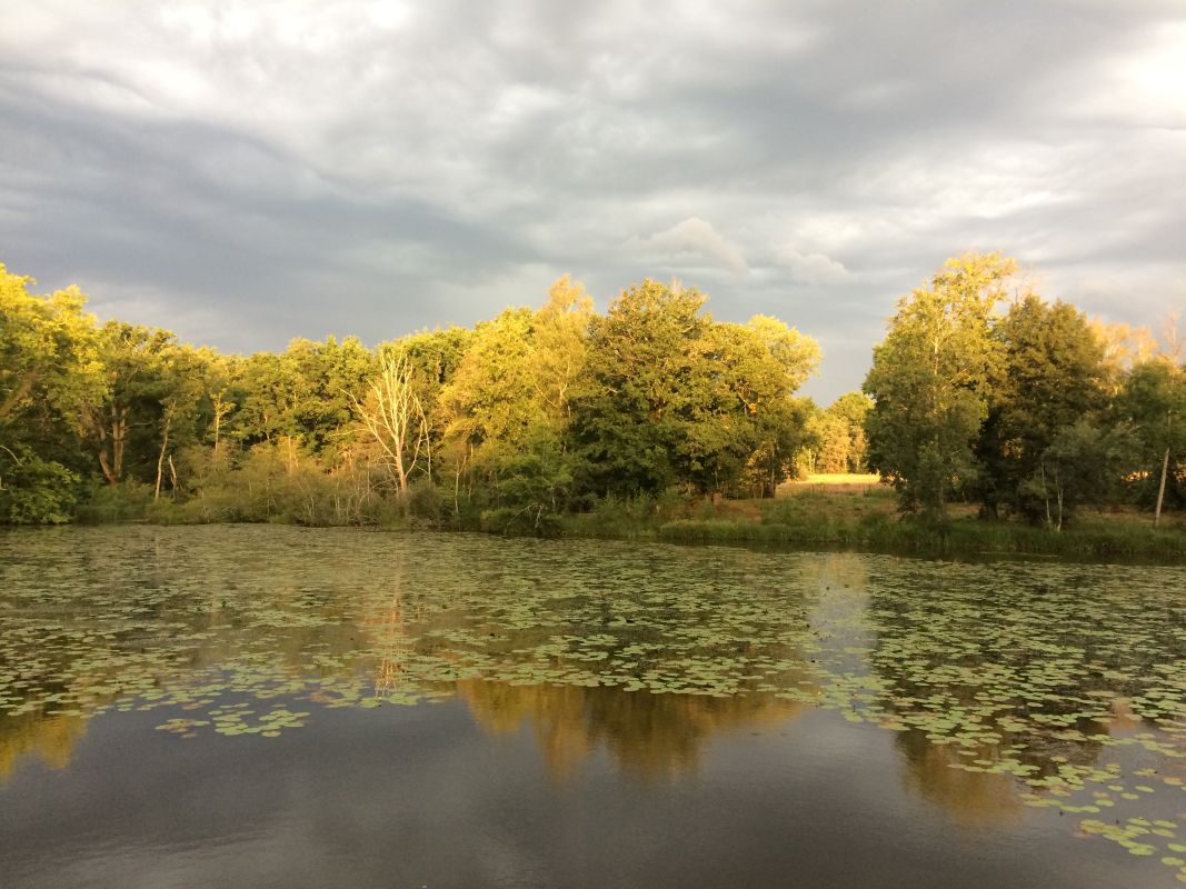 Autour de mon arbre - photo 2