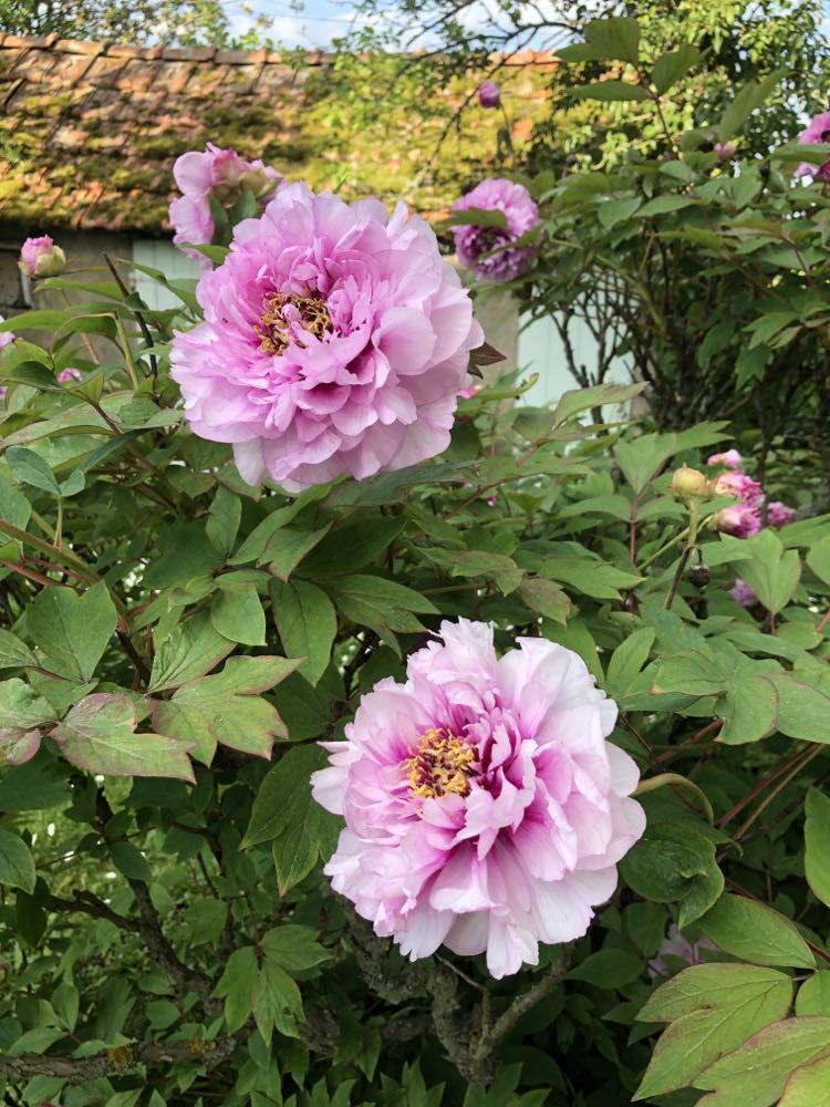 Chez Jeanne, Couargues - photo 11