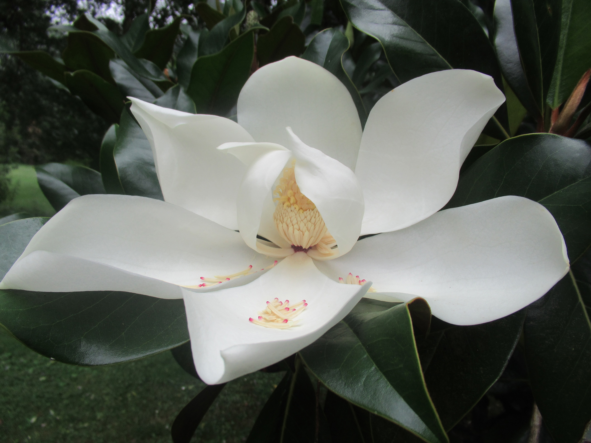 Arboretum de la Brune, Mehun-sur-Yèvre - photo 6