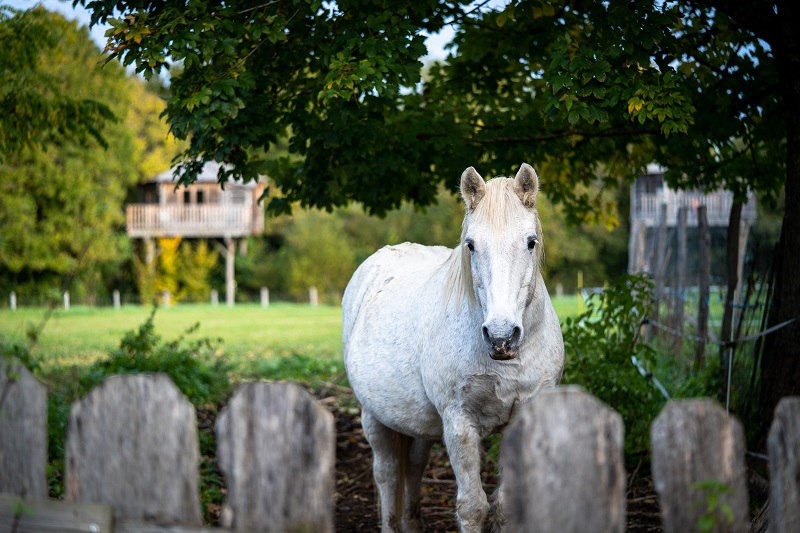 Family Ecolodge, Batilly-en-Puisaye - photo 23
